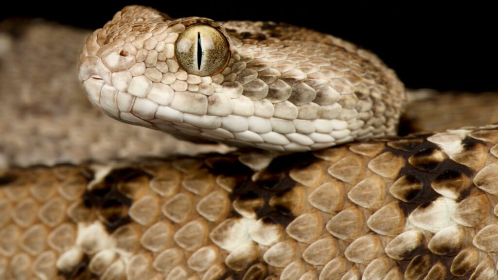 saw scaled viper