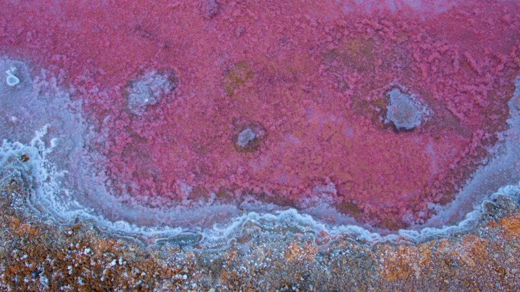Unique sparkling salt lake pattern, colors pink, purple, red, blue, white due to green algae called Dunaliella salina and Halophilic.