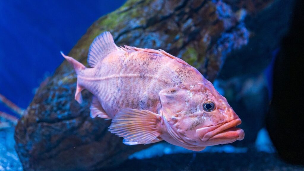 Rougheye Rockfish