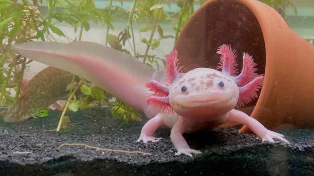 Speckled Leucistic Axolotl front-facing full body shot with tail visible