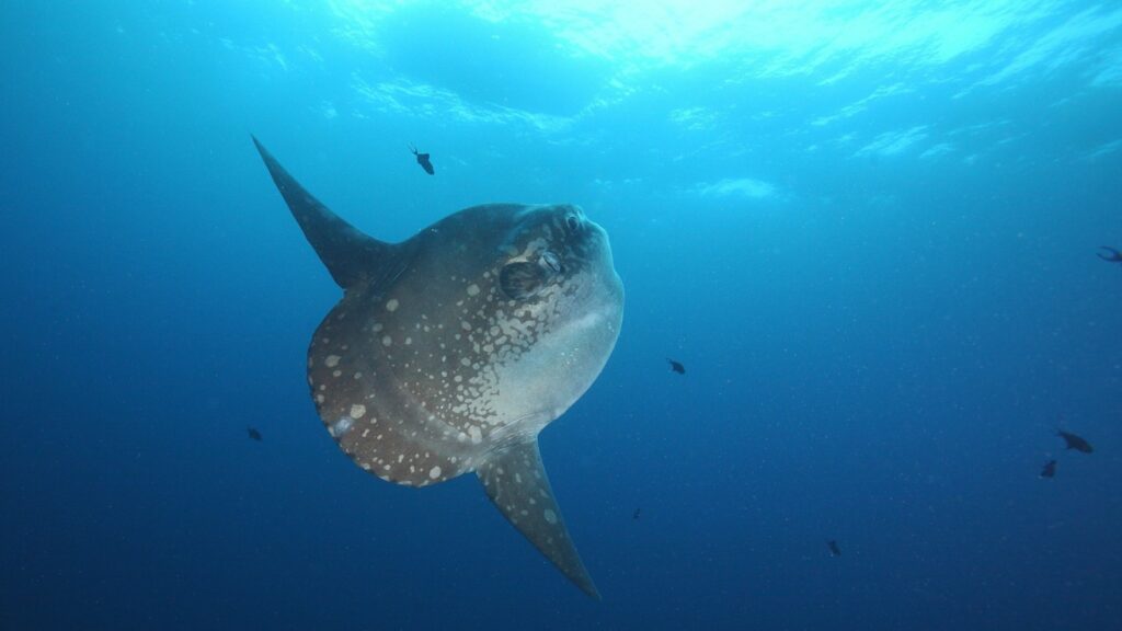 Mola Mola lacks a caudal fin