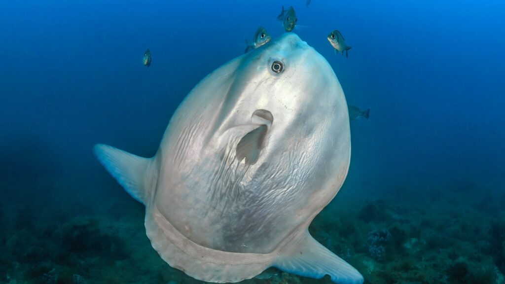 Mola Mola or sunfish in a cleaning station