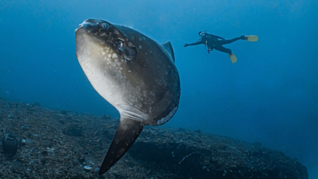 Mola Mola can grow over 10ft long