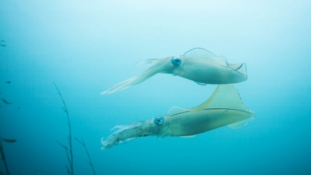 Jellyfish