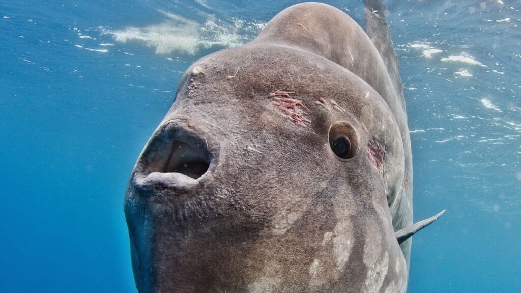 Mola Mola teeth are fused together