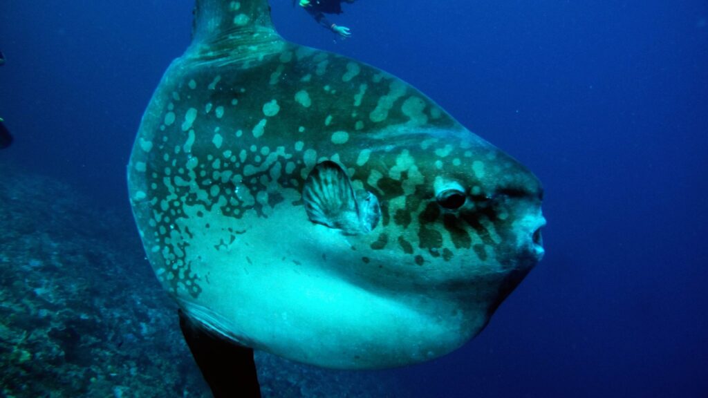 Mola Mola, the Giant Sunfish