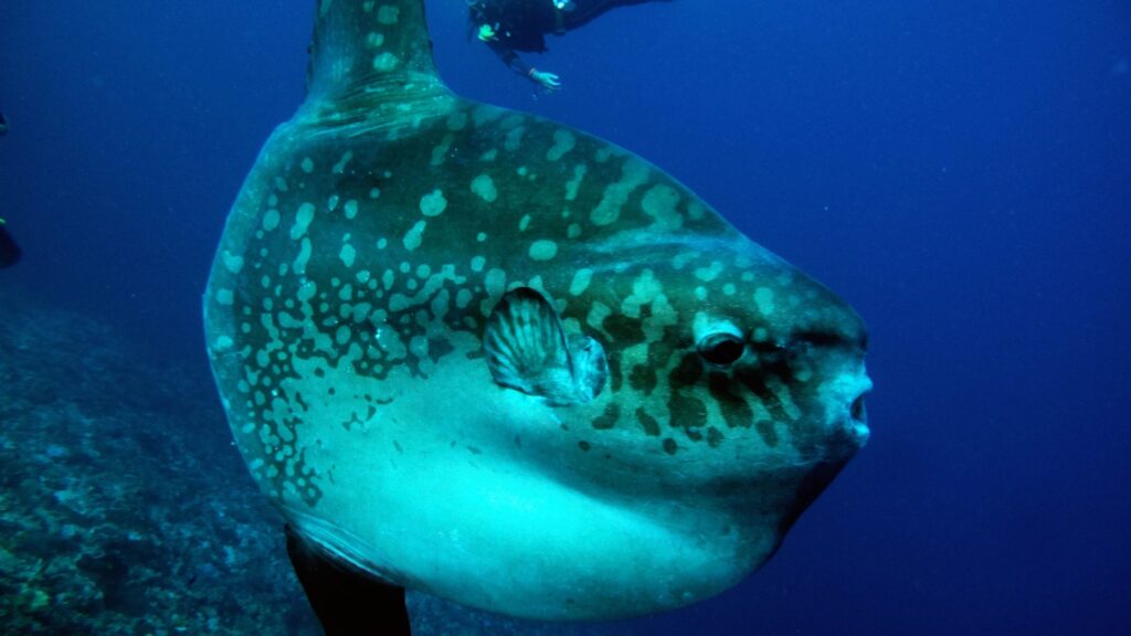 Mola Mola can weigh up to 5000 pounds