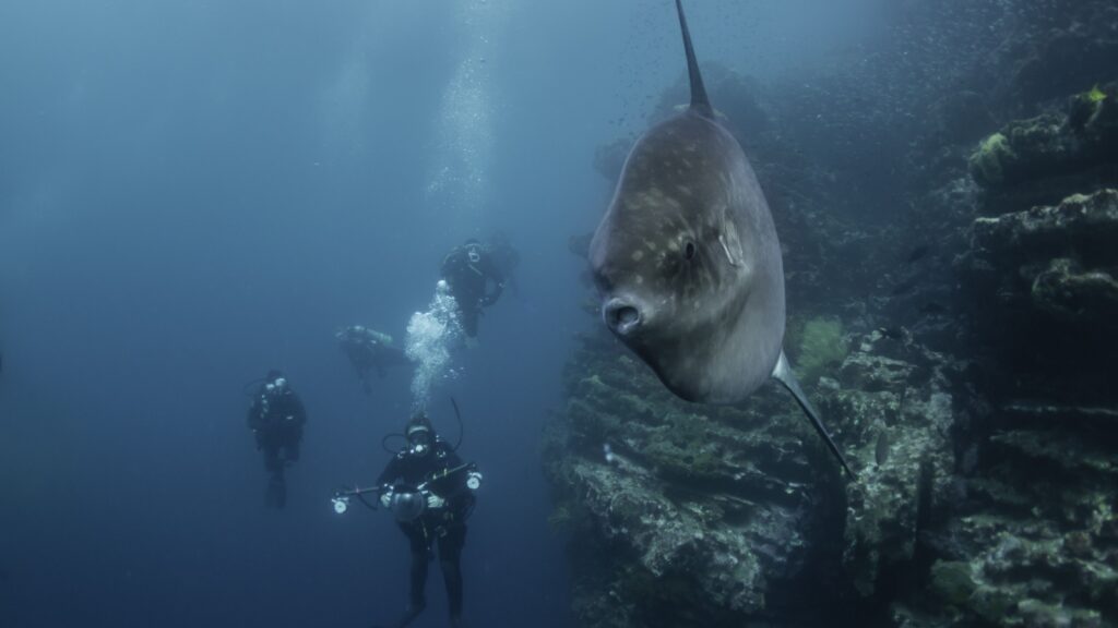 Mola Mola swimming with divers