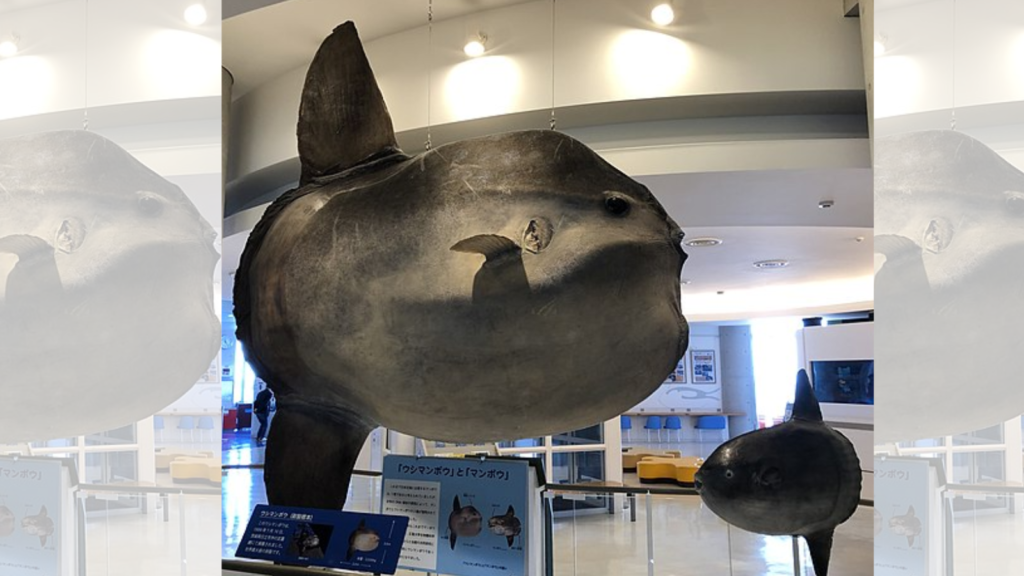 Mola Mola, the Giant Sunfish, The World's Heaviest Bony Fish