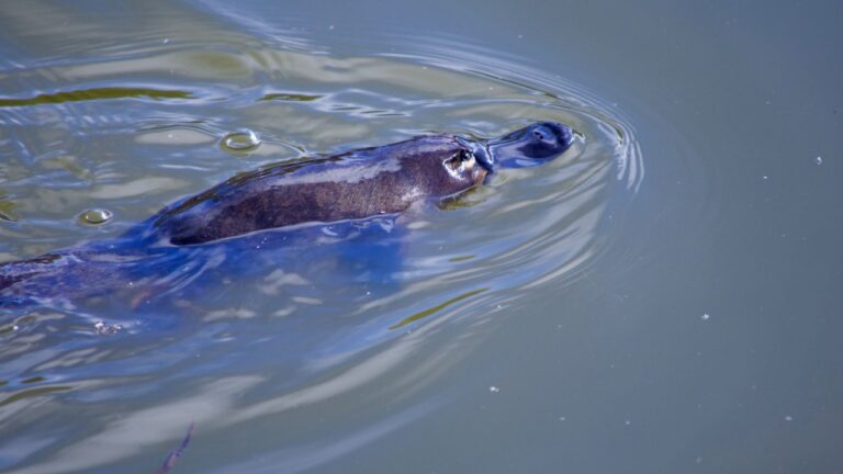 20 Things You Didn't Know About the Duck-Billed Platypus - The Venomous ...