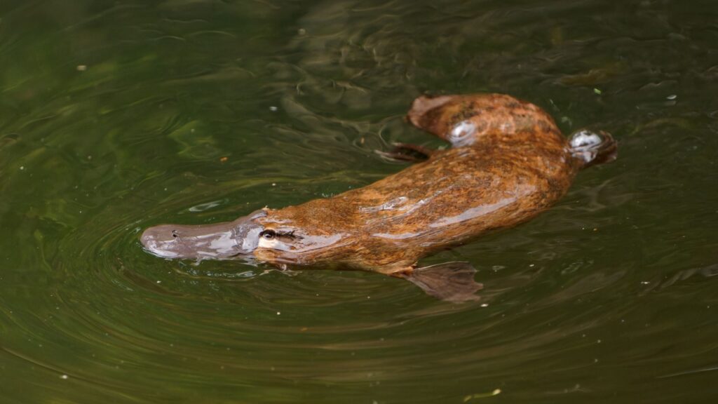 20 Things You Didn't Know About the Duck-Billed Platypus - The Venomous ...