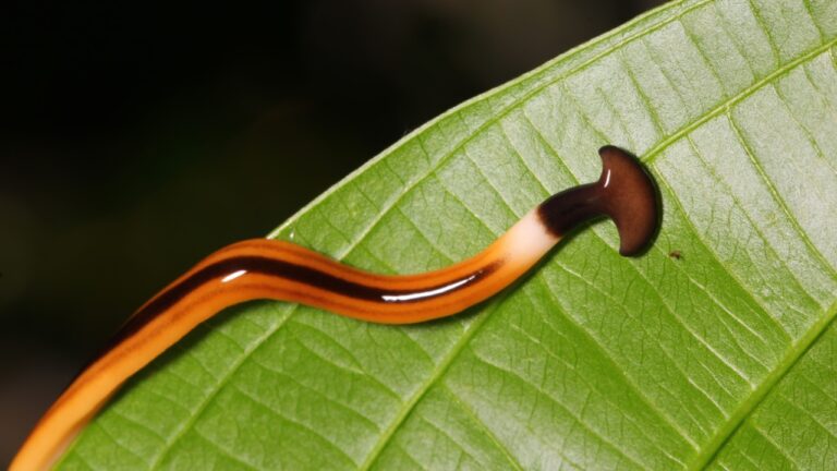 15 Things You Never Knew About the Horrifying Hammerhead Worm ...