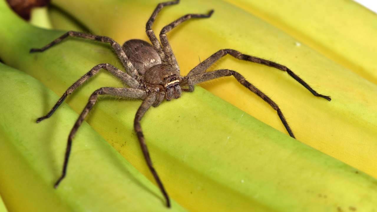 Arachnid Adversaries: 12 Surprising Huntsman Spider Predators ...