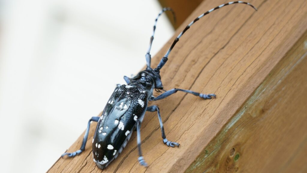 Asian Longhorn Beetle