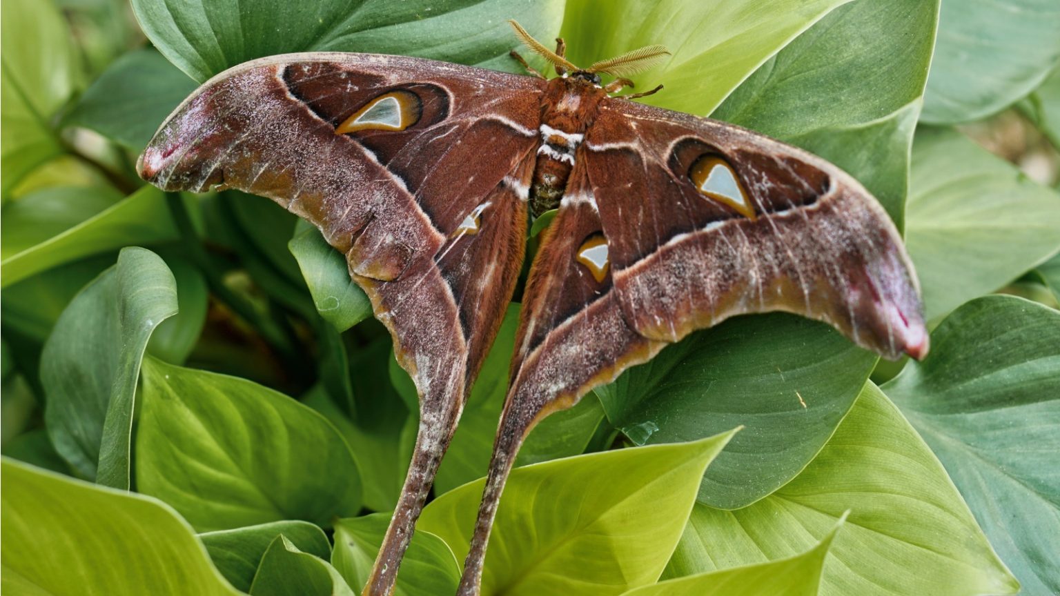 Moth Marvels | 12 Biggest Moths in the World - Outlandish Owl