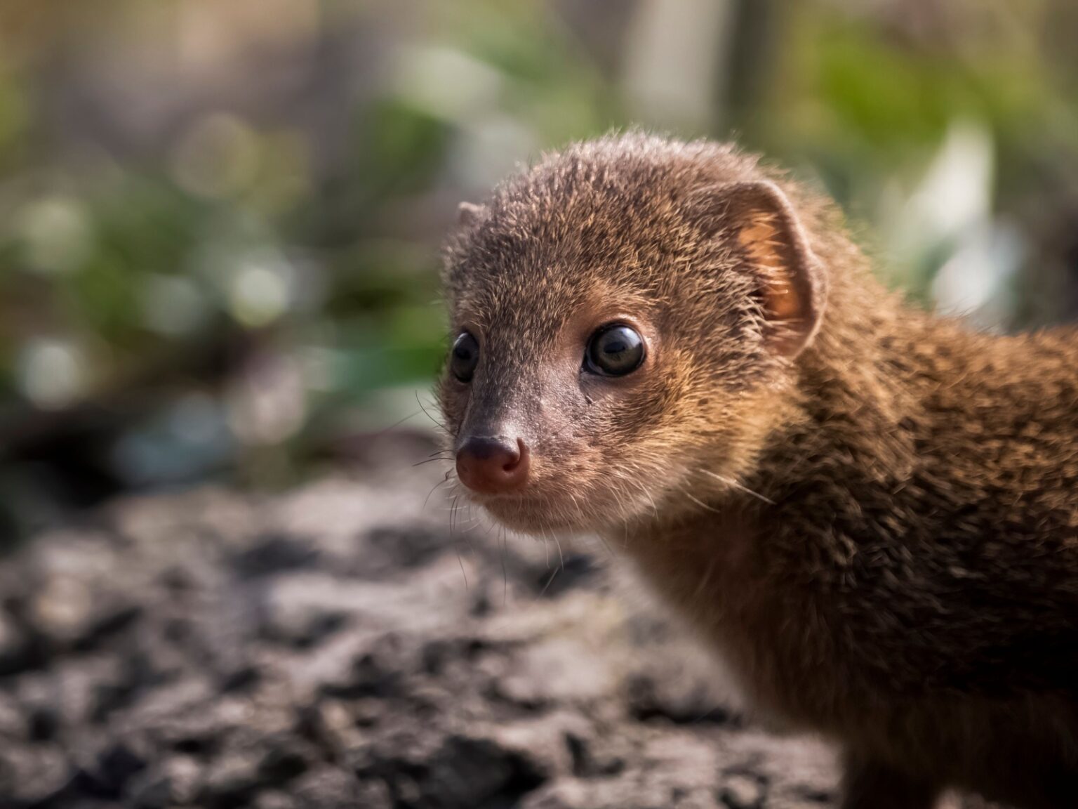 Road Runners to Monitor Lizards 15 Animals That Eat Snakes