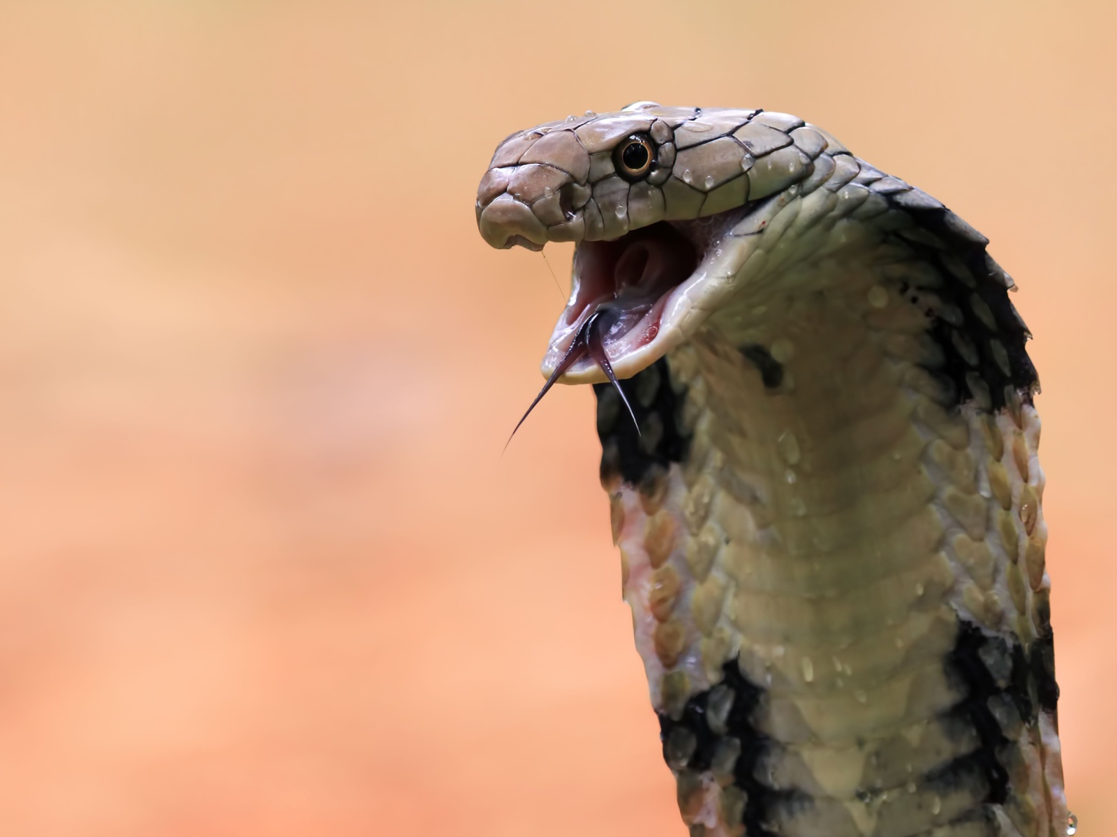 Cobra Conquerors: 16 Remarkable Predators in the Wild - Outlandish Owl