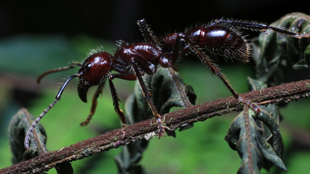 bullet ant