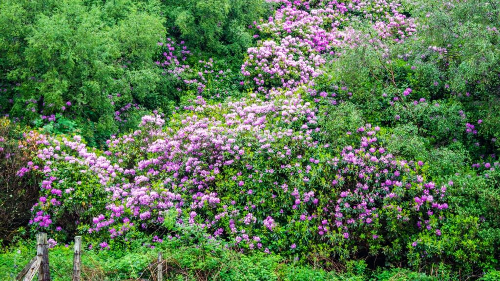 Rhododendron Ponticum