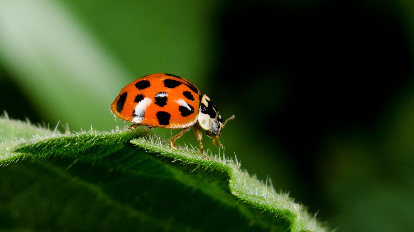 Harlequin Ladybird