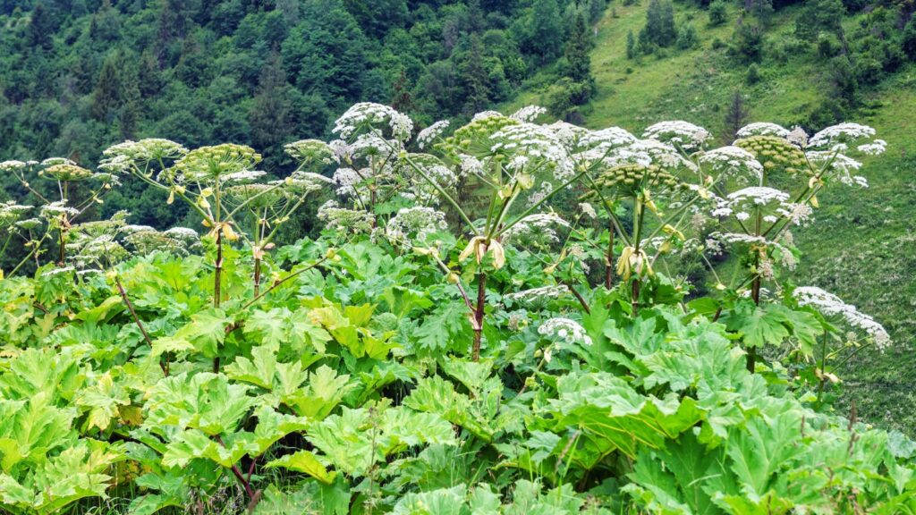 giant hogweed