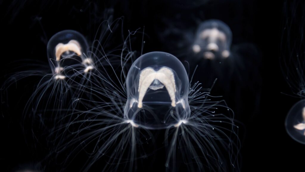 box jellyfish