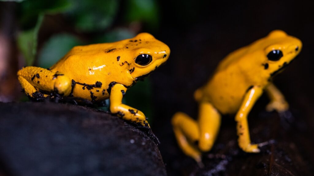 golden poison frog