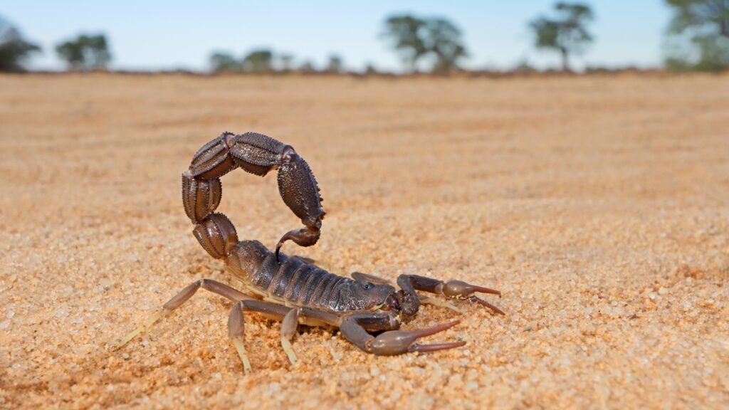 Scorpion