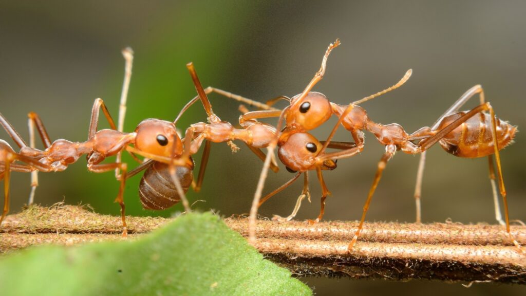 Red Harvester Ant