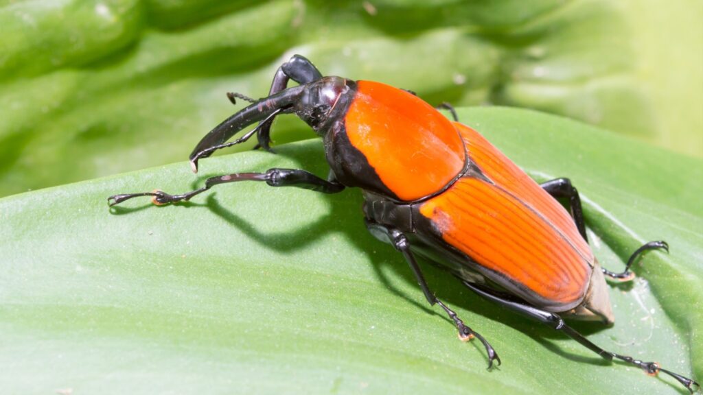 Red Palm Weevil