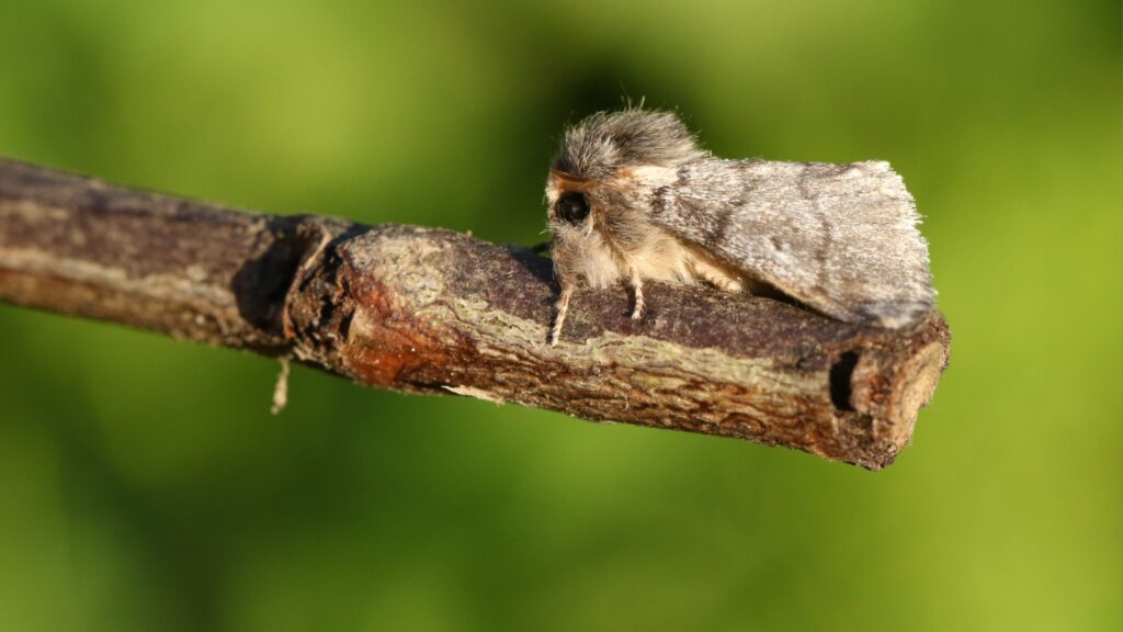 A stunning rare Oak Processionary Moth