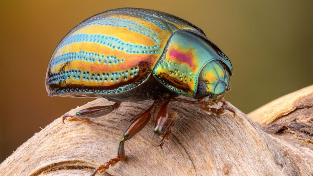 Rosemary Leaf Beetle