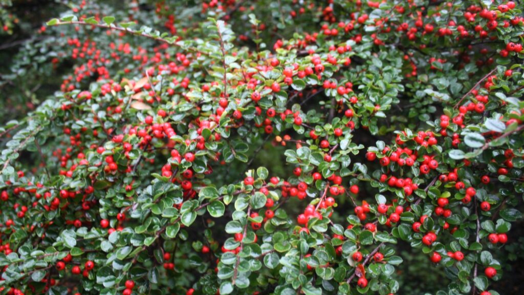 Cotoneaster