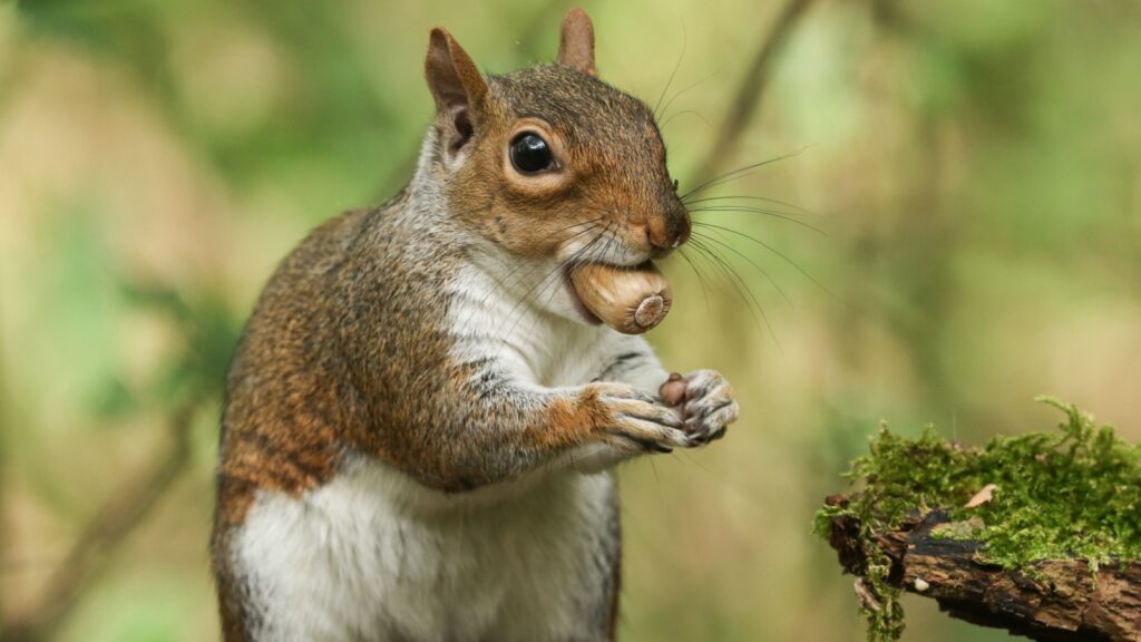 A humorous shot of a cute Grey Squirrel (Sciurus carolinensis) sitting on a log with an acorn in its mouth.