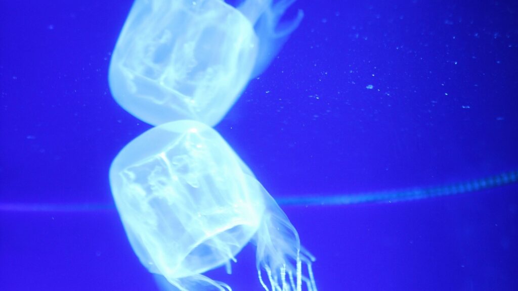 box jellyfish