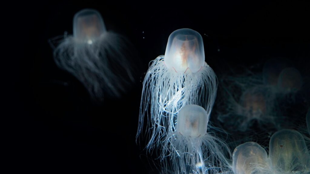 box jellyfish at night