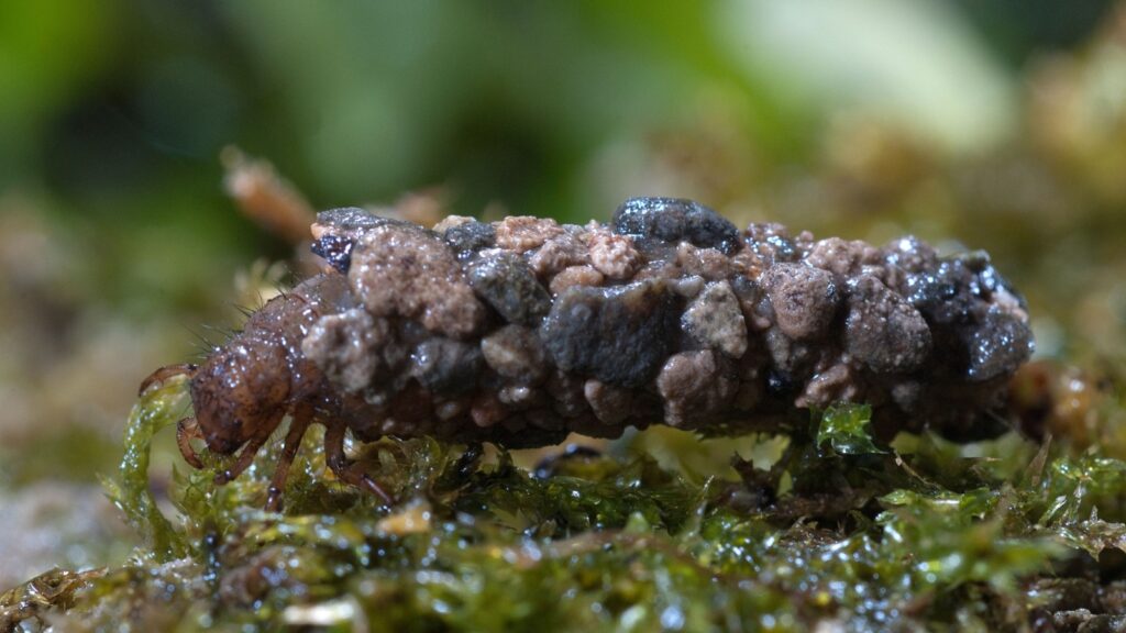  Caddisfly larvae under the water in the built home