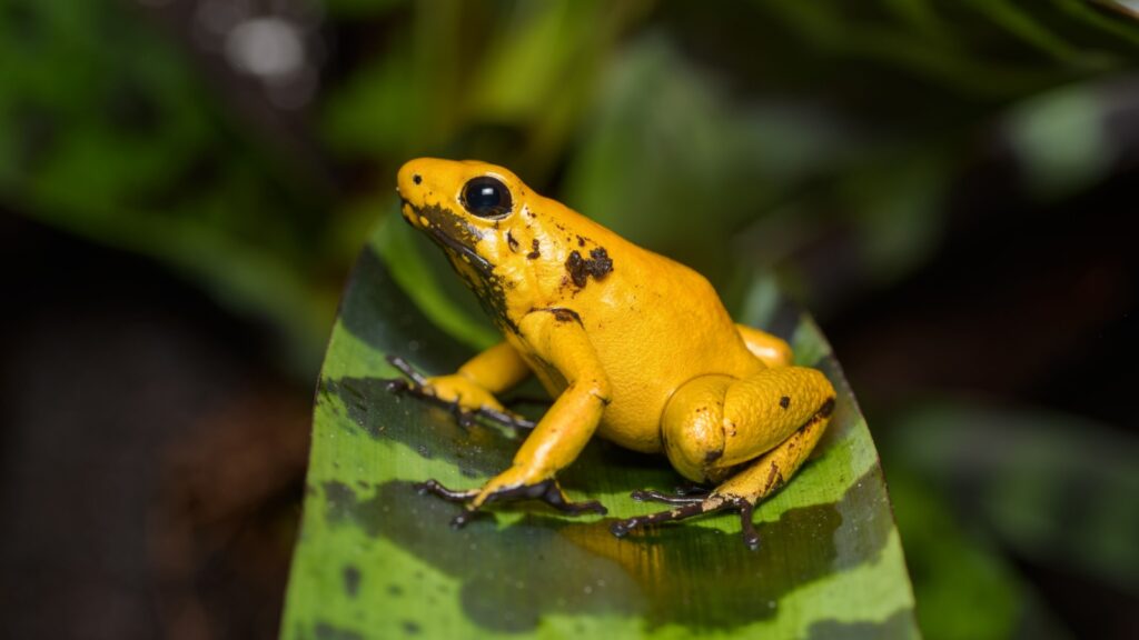 Golden poison frog on a bromeliad in the rainforest