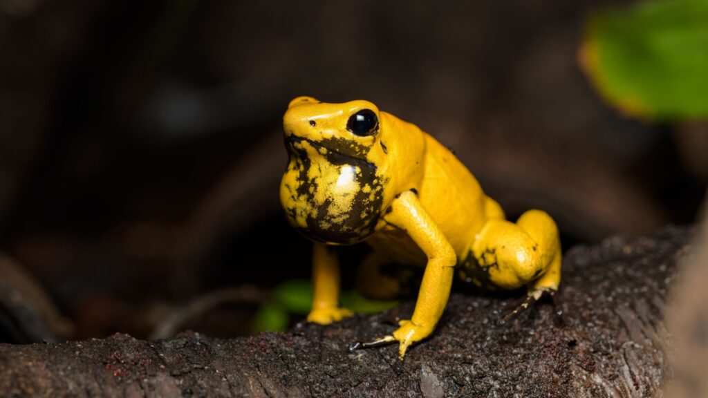 Male golden poison frog calling on a fallen log