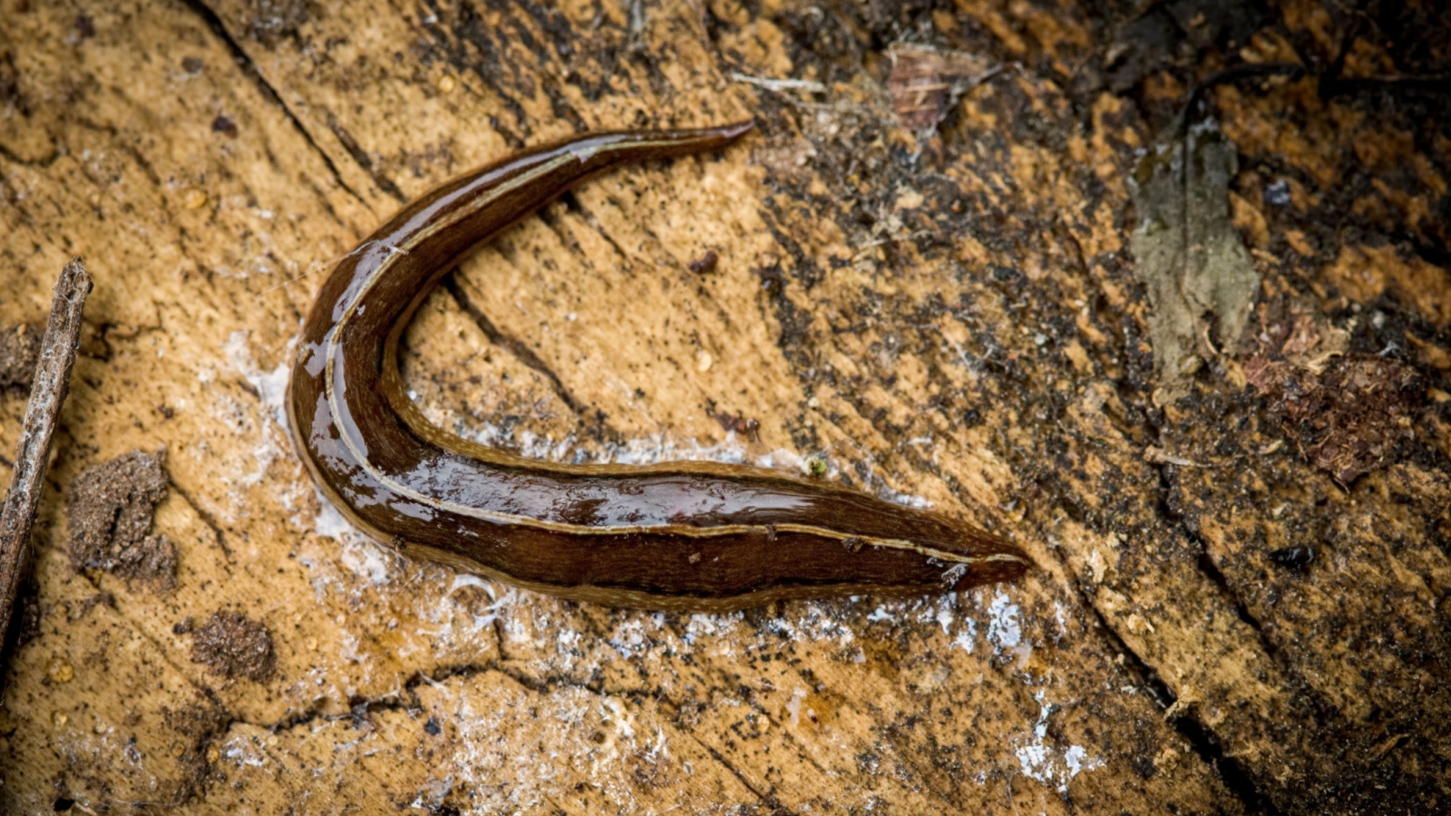 New Zealand Flatworm