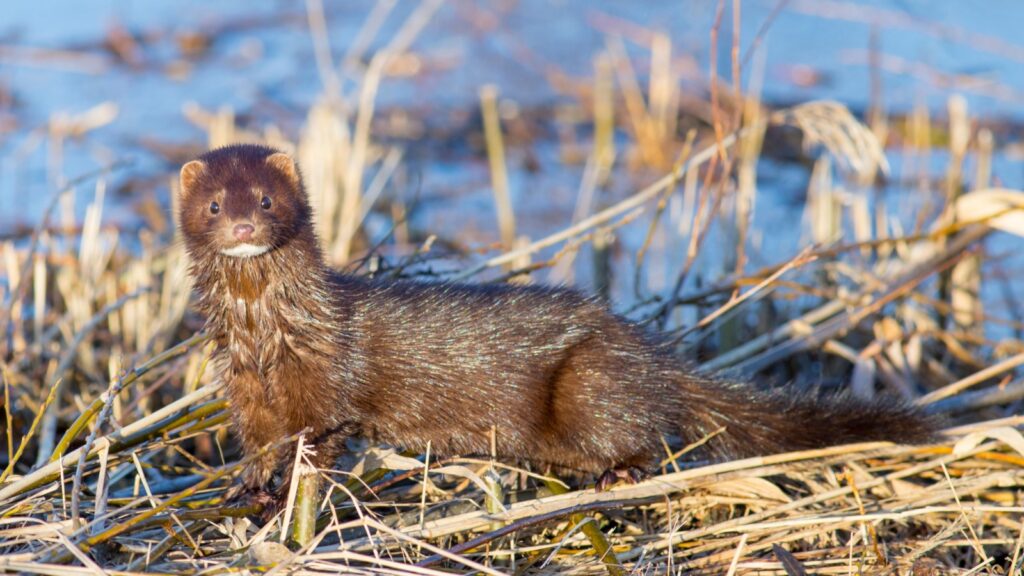 American Mink