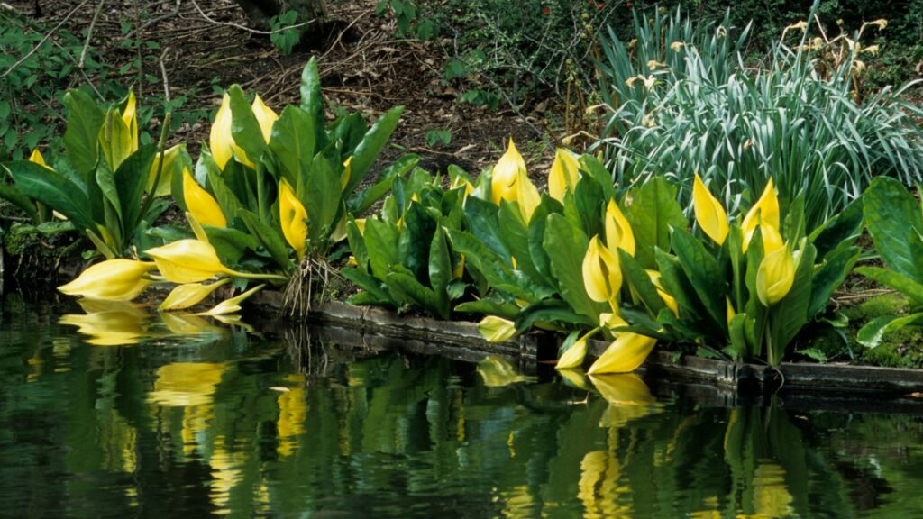 American Skunk Cabbage