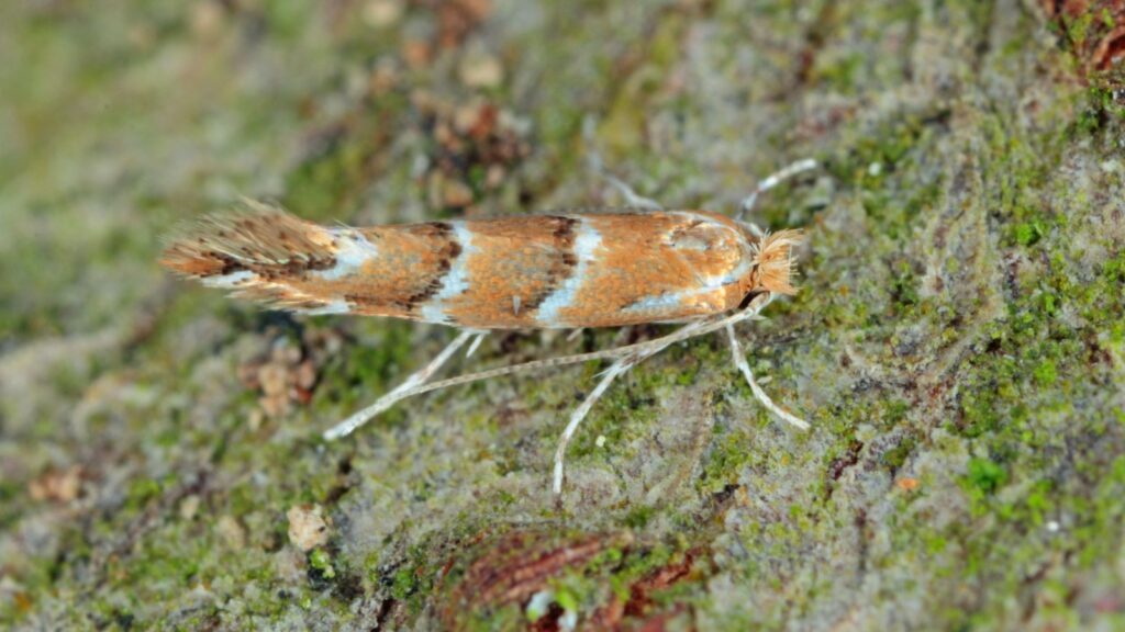 The horse-chestnut leaf miner (Cameraria ohridella) is a leaf-mining moth of the Gracillariidae family. Moth on bark of common horse-chestnut 