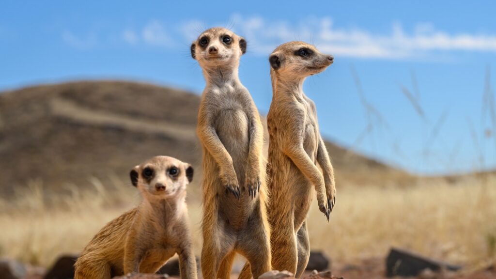 meerkats