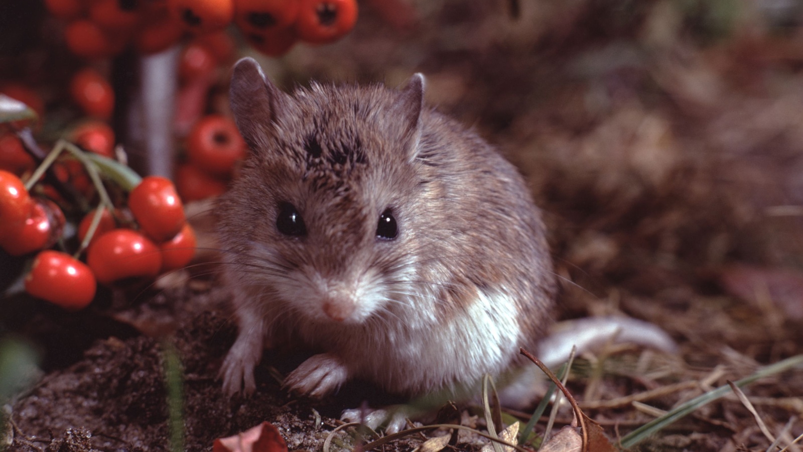 Grasshopper Mice