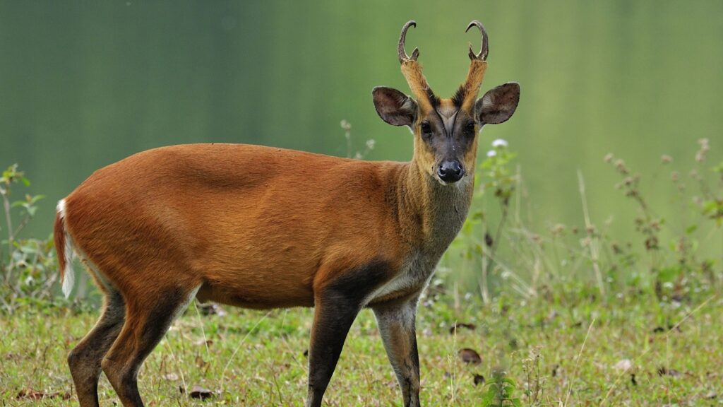 Muntiacus muntjak or fea's barking deer also called fea's muntjac 