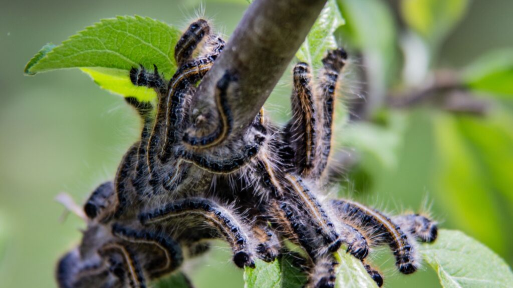 Tent Caterpillars