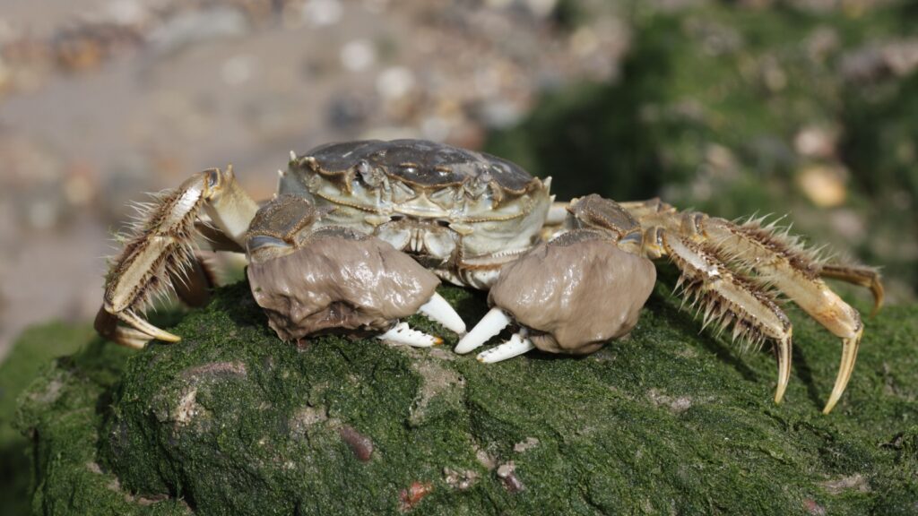 Chinese Mitten Crab