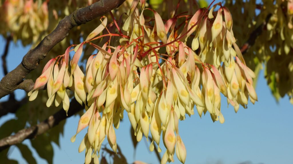 Tree-of-Heaven