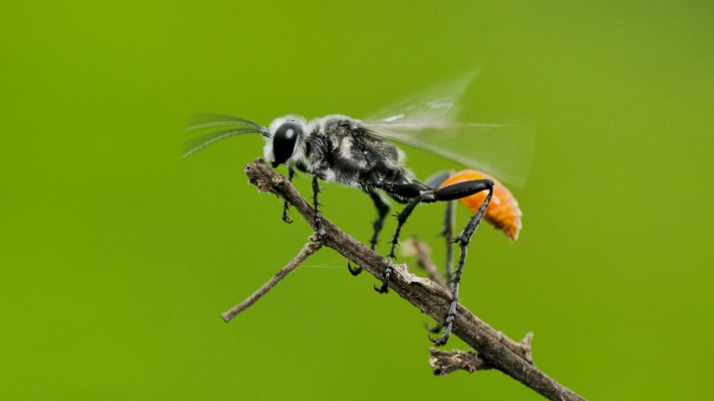 Sphecid wasp Grass-Carrying Wasps